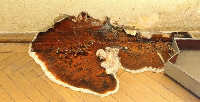 How to Stop Dry Rot in London