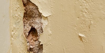 How to Eliminate Dry Rot in London